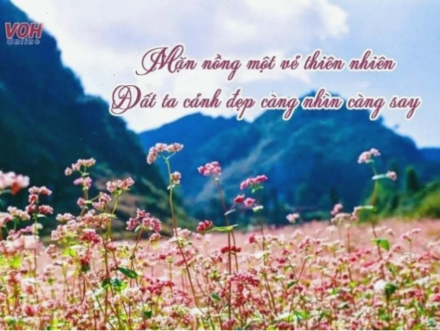 Cánh đồng hoa rực rỡ dưới ánh nắng ban mai