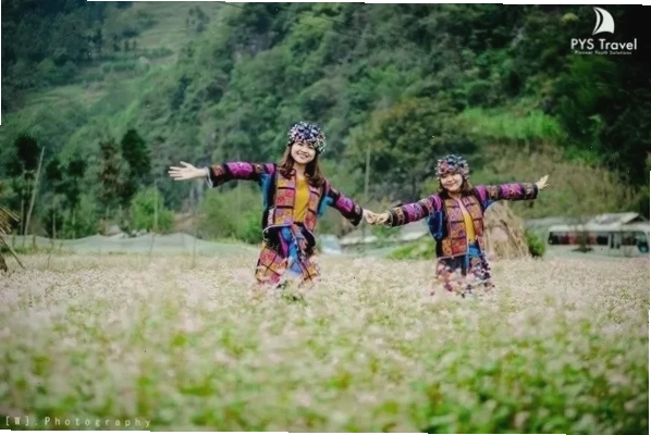 Cánh đồng hoa tam giác mạch màu tím hồng nở rộ tại Hà Giang