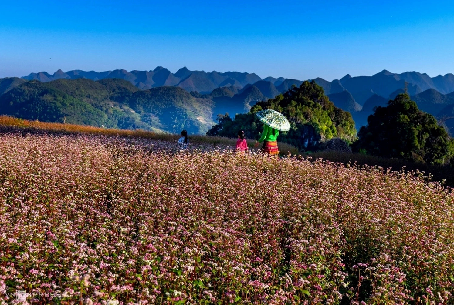 Cánh đồng hoa tam giác mạch nở rộ tại Hà Giang