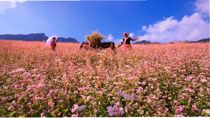 Cánh đồng hoa tam giác mạch tím ngắt trải dài tại Hà Giang
