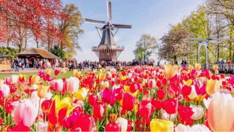 Cánh đồng hoa Tulip rực rỡ sắc màu ở Hà Lan