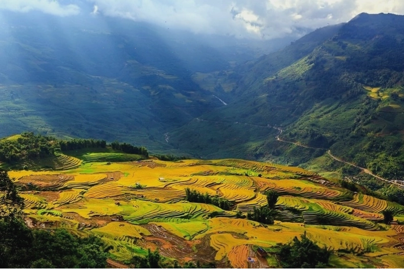 Cánh đồng lúa chín đẹp như tranh vẽ