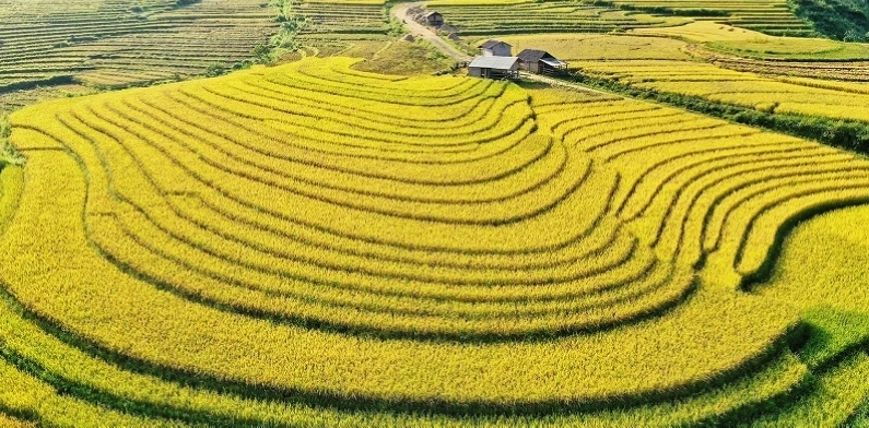 Cánh đồng lúa chín vàng ở Mù Cang Chải