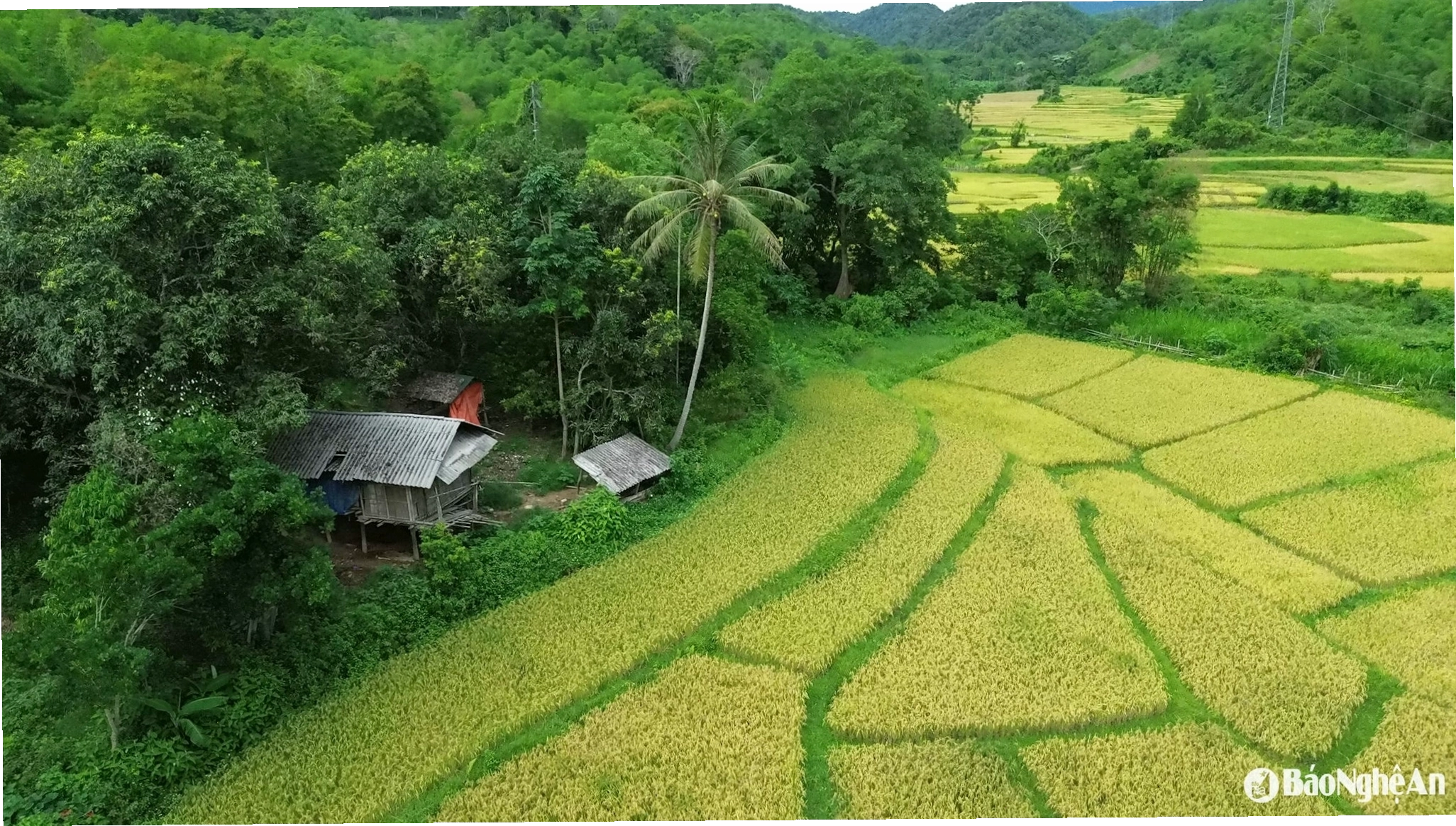 Cánh đồng lúa chín vàng rực rỡ tại miền Tây xứ Nghệ