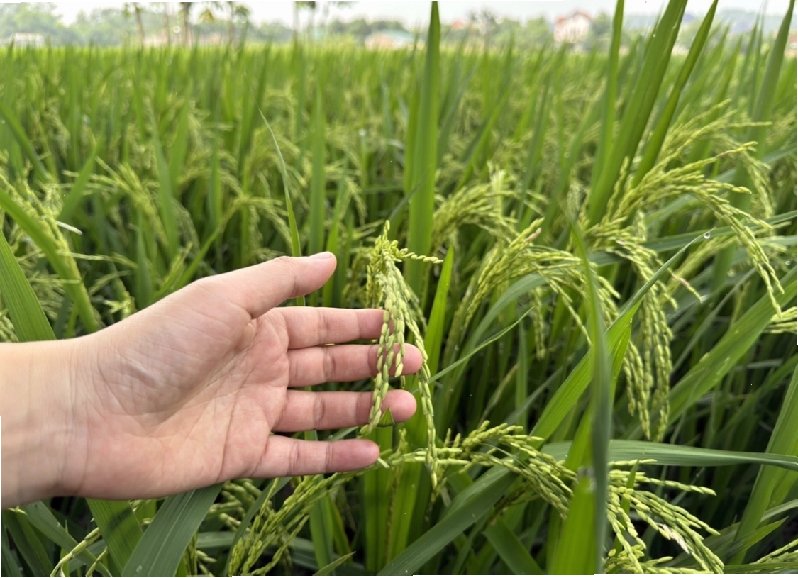 Cánh đồng lúa chín vàng trải dài dưới ánh nắng