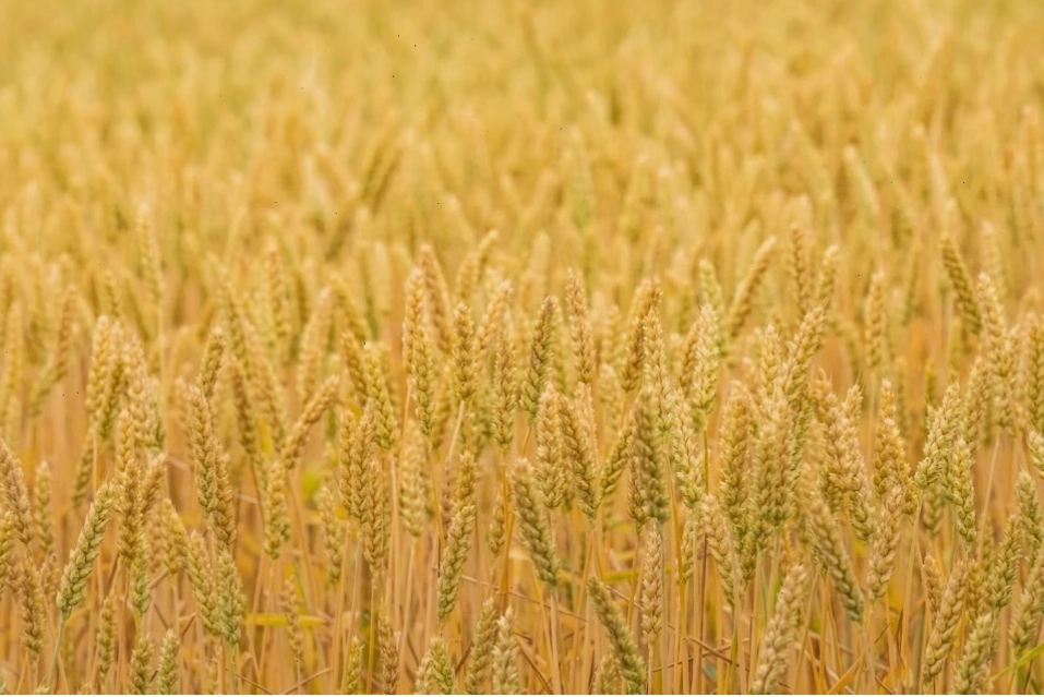 Cánh đồng lúa mì bắt đầu chín ở Biei, Hokkaido