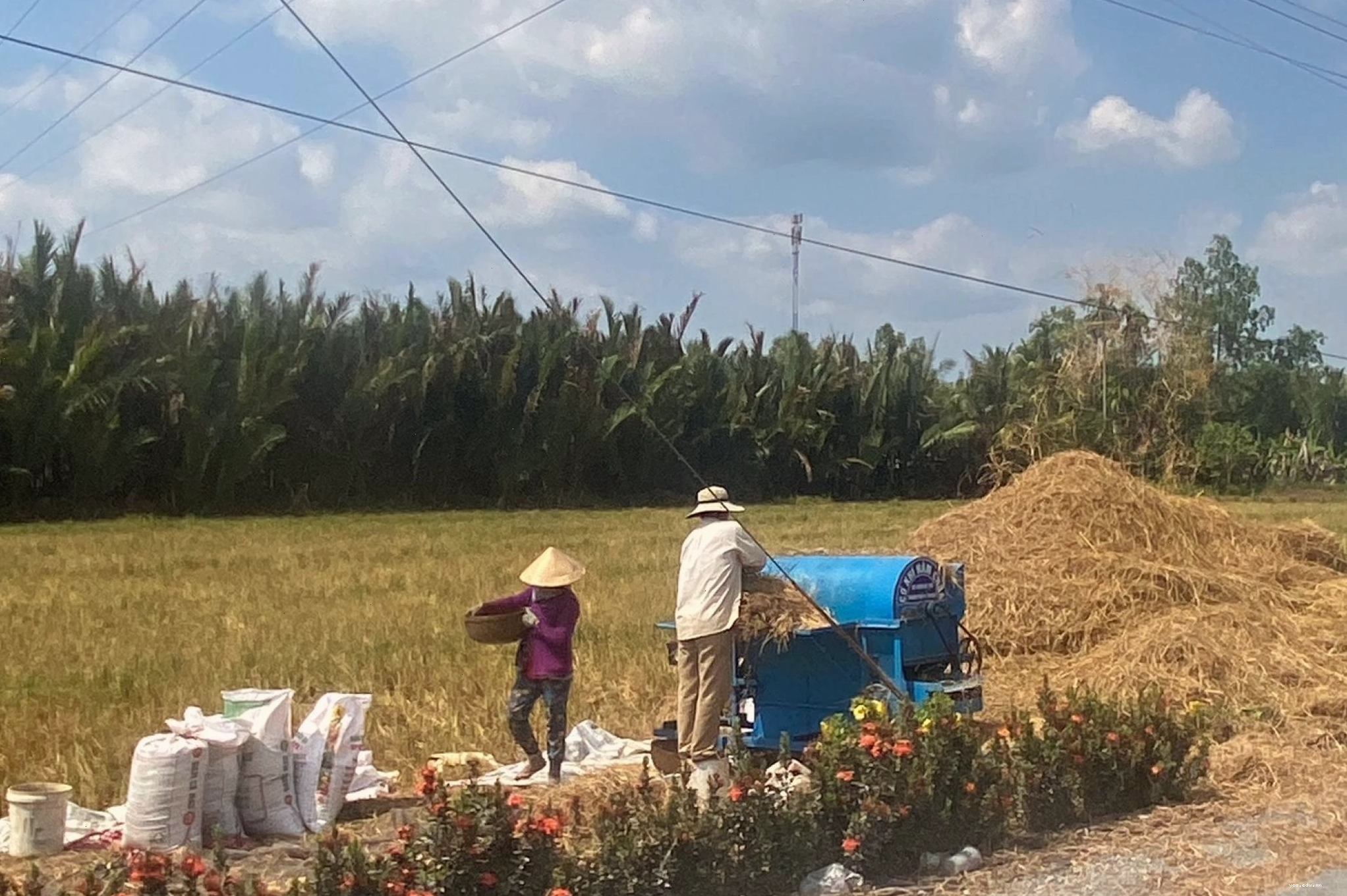 Cánh đồng lúa miền tây bao la dưới nắng vàng