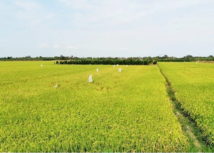 Cánh đồng lúa miền tây sắp chín nhìn từ xa