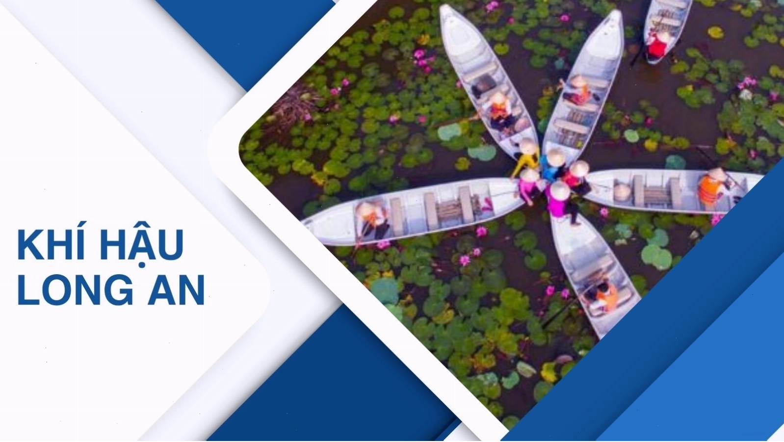 Cánh đồng lúa xanh mướt dưới ánh nắng tại Long An