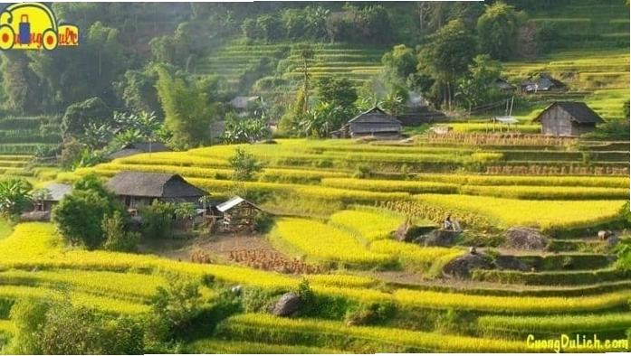 Cánh đồng lúa xanh mướt và vàng óng xen kẽ ở miền Tây