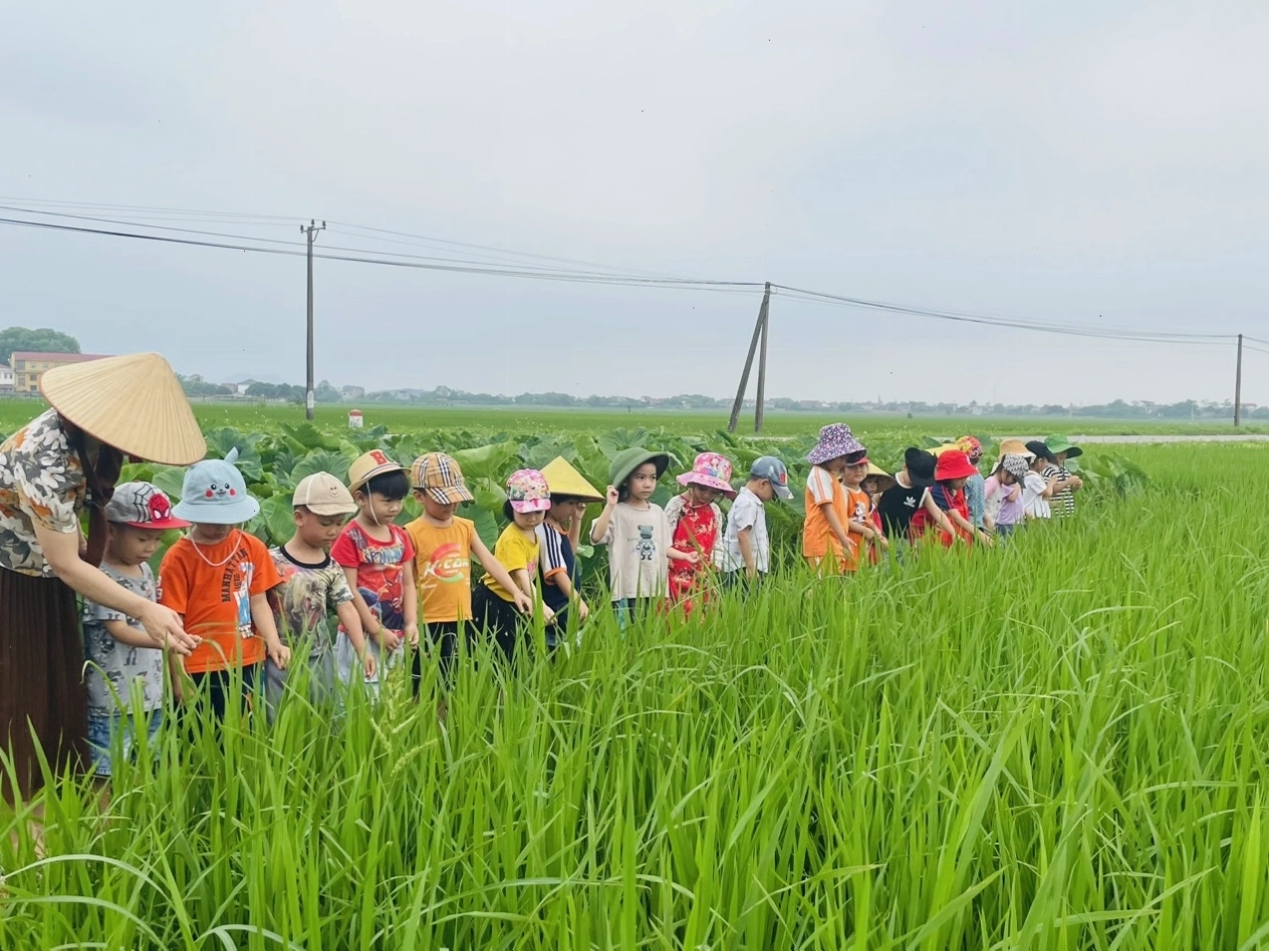 Cánh đồng lúa xanh mướt vào buổi sáng sớm