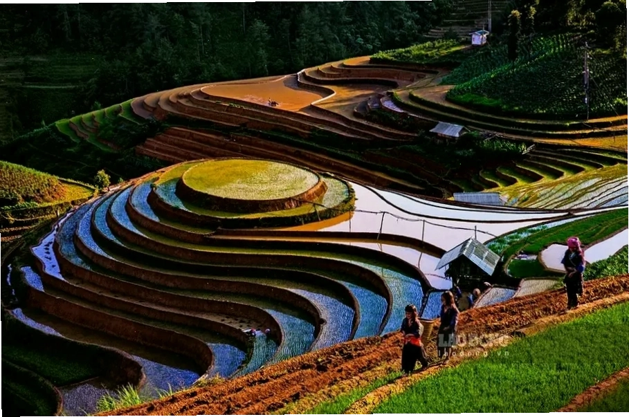 Cánh đồng Mường Lò xanh mướt vào mùa gặt