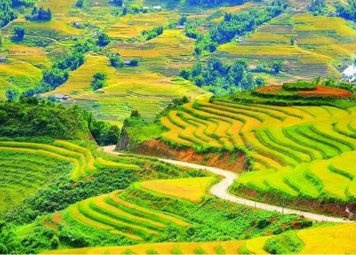 Cánh đồng Mường Thanh rực rỡ sắc vàng mùa lúa chín