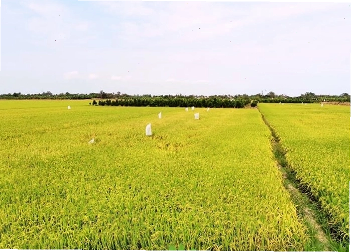 Cảnh đồng quê miền tây yên bình tại Hậu Giang
