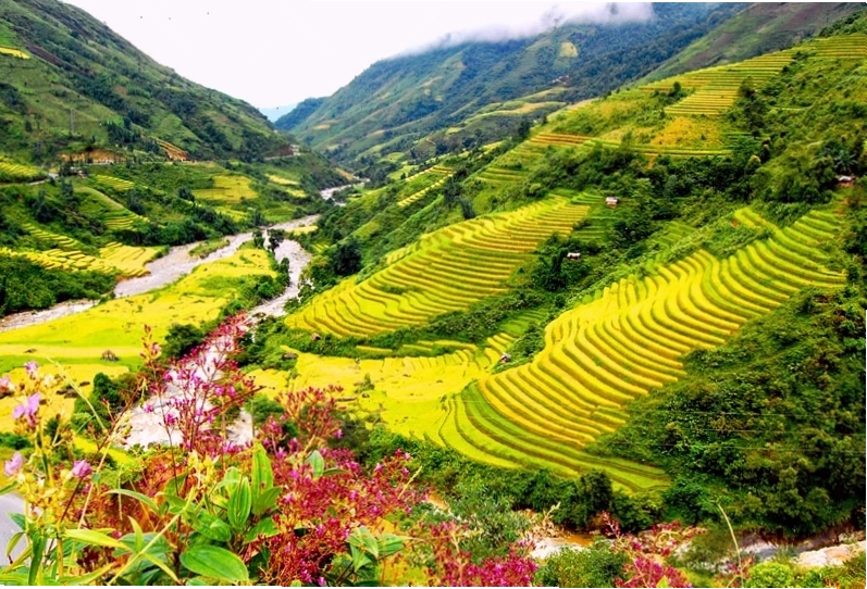 Cánh đồng ruộng bậc thang mùa lúa chín
