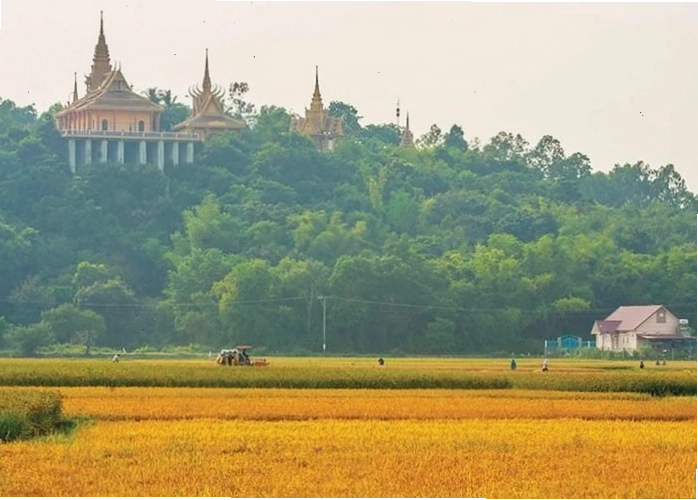 Cánh đồng Tà Pạ An Giang vào mùa lúa chín rực rỡ