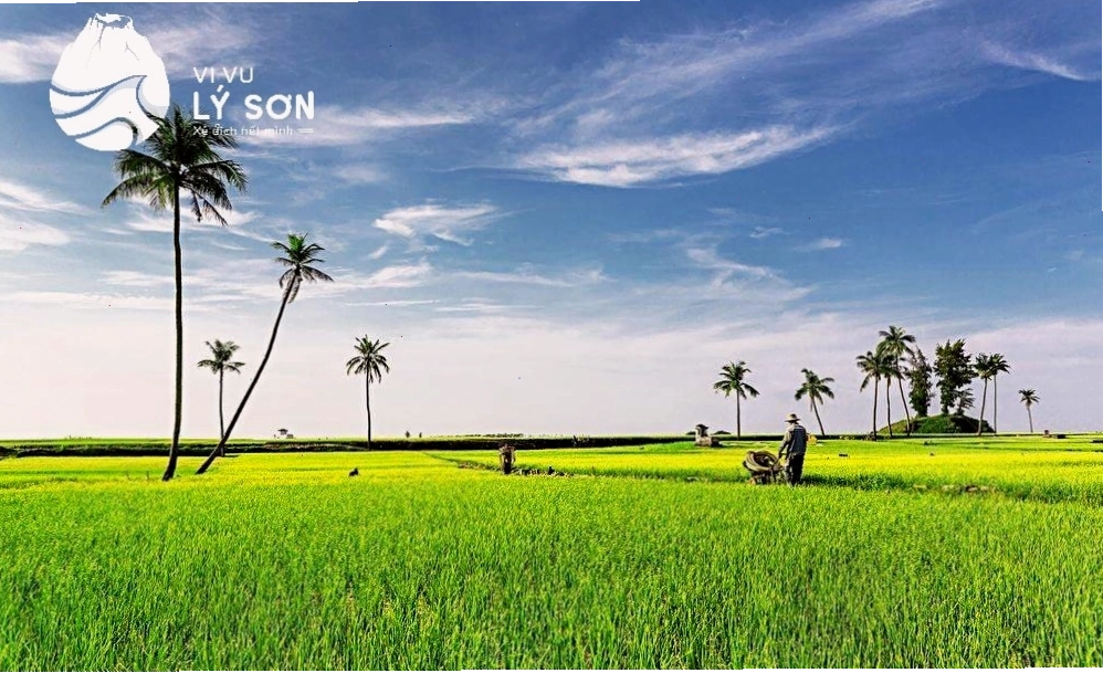 Cánh đồng tỏi Lý Sơn vào buổi sớm mai