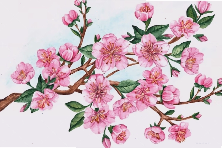 Cành hoa anh đào