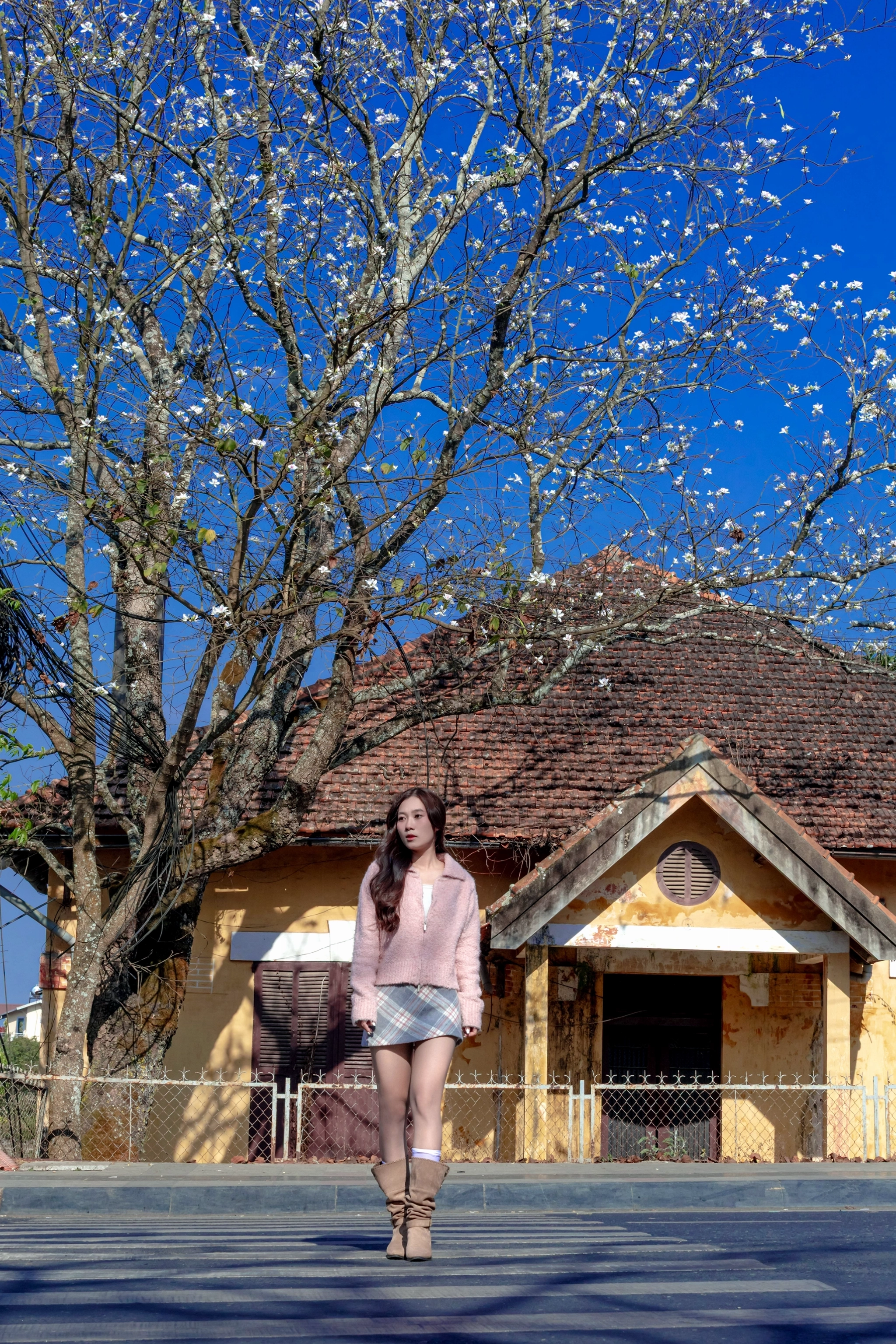 Cánh hoa ban trắng mỏng manh khoe sắc