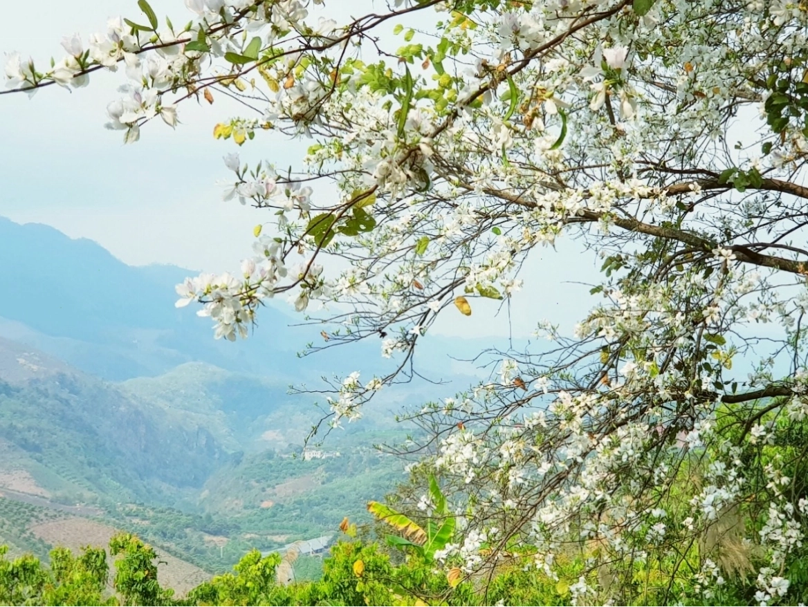 Cánh hoa ban trắng muốt trên sườn đồi Mộc Châu
