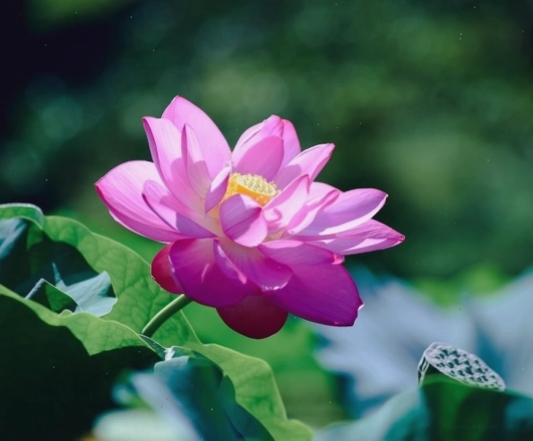 Cánh hoa và lá xanh mướt trong thiên nhiên