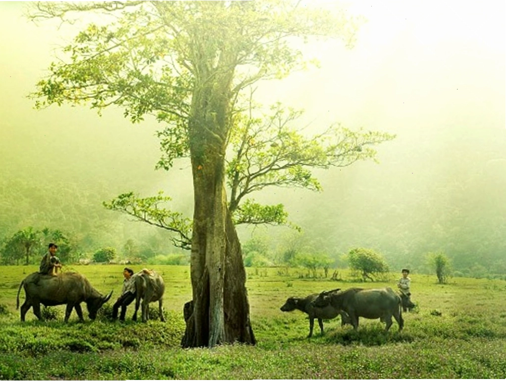 Cảnh hoàng hôn trên sông quê