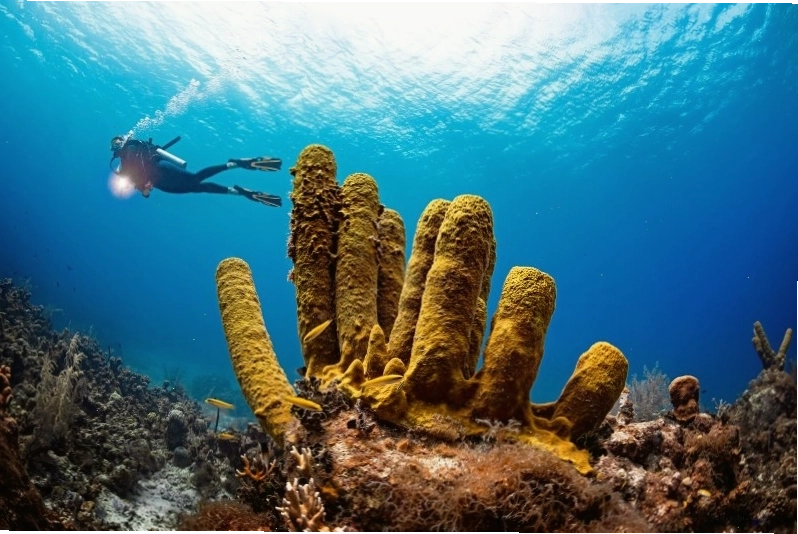 Cảnh lặn biển tại Palau với hệ sinh thái san hô phong phú