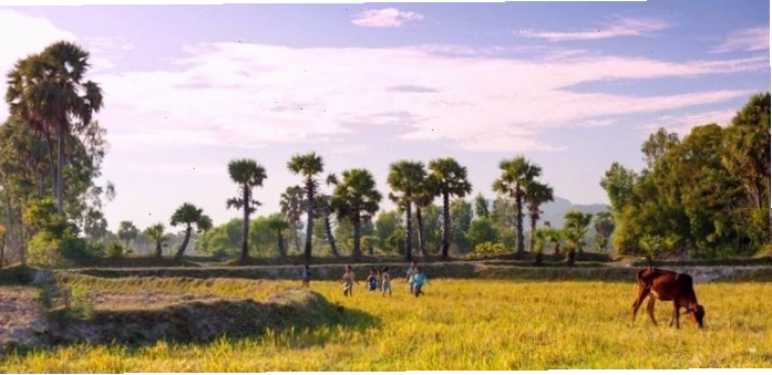 Cảnh người dân đang thu hoạch rau màu trên mảnh đất phù sa