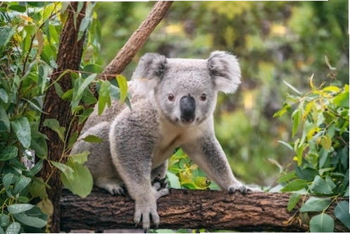 Cảnh quan bờ sông Brisbane