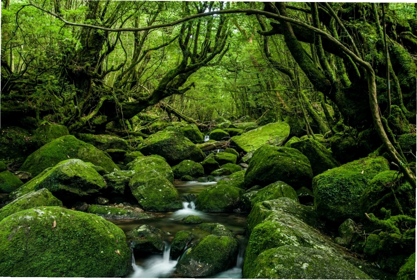 Cảnh quan kỳ vĩ của rừng Yakushima, Nhật Bản, với những cây tuyết tùng cổ thụ
