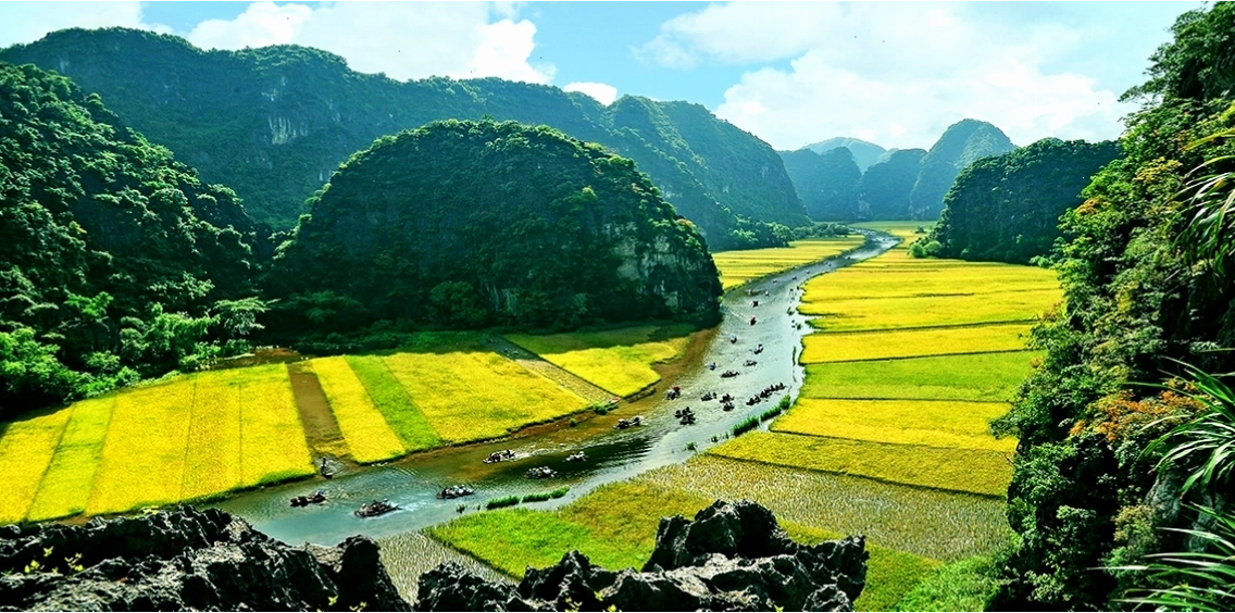 Cảnh quan mùa lúa chín bên dòng sông Ngô Đồng tại Tam Cốc