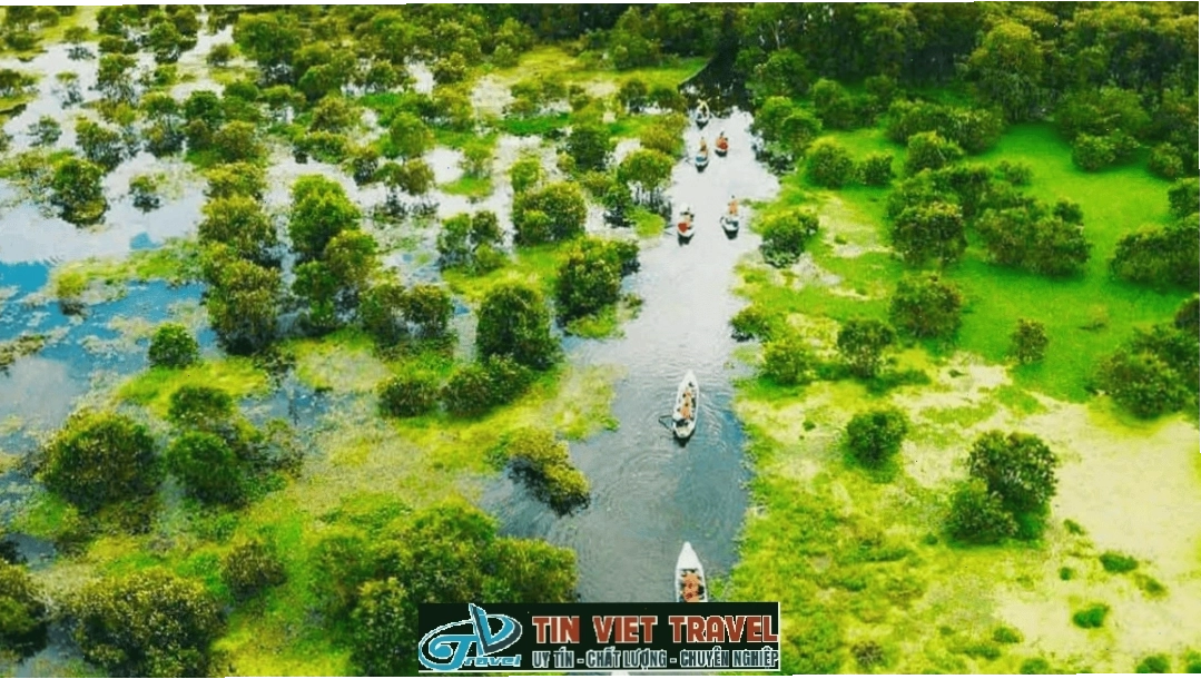 Cảnh quan rừng tràm Trà Sư bao phủ bởi thảm bèo xanh mướt