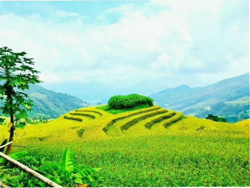 Cảnh quan ruộng bậc thang vàng óng tại thôn Khuổi My, Hà Giang