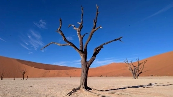 Cảnh quan sa mạc Deadvlei với những thân cây khô trên nền cồn cát đỏ tại Namibia