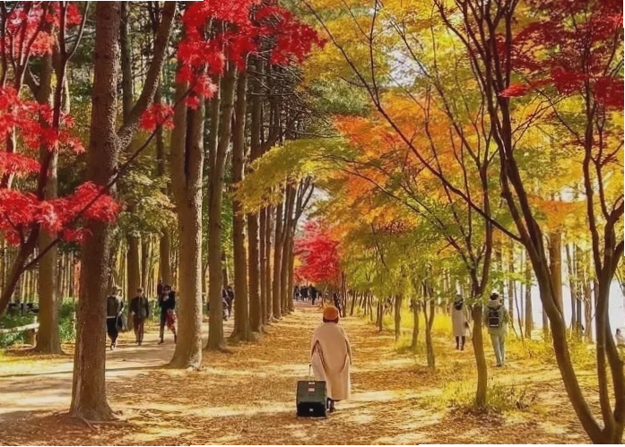 Cảnh quan thiên nhiên Hàn Quốc vào mùa thu