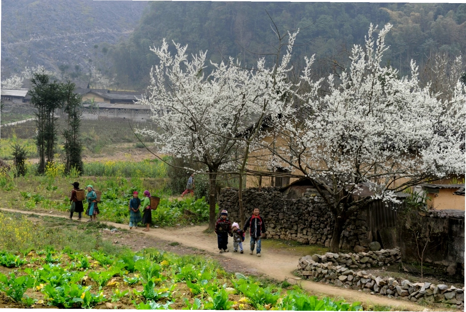 Cảnh quan xanh mát bao quanh Suối Lê Nin