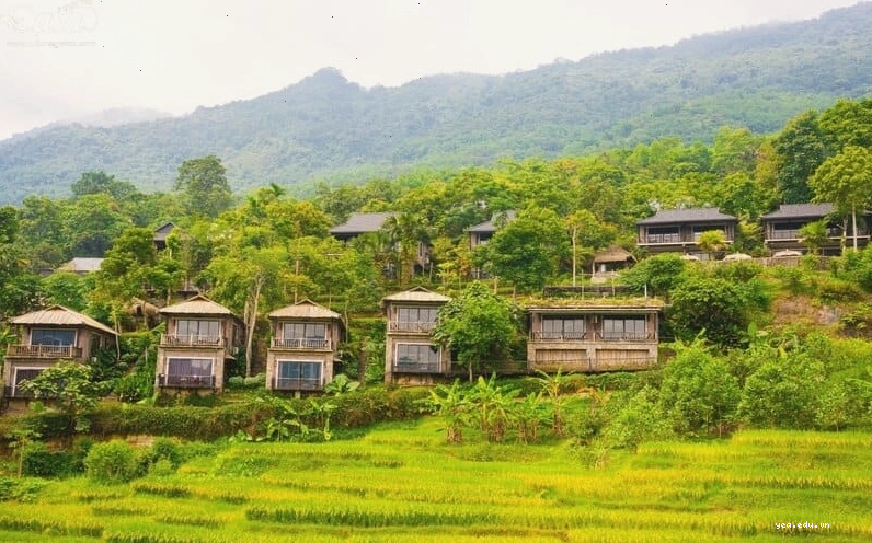 Cảnh ruộng bậc thang Pù Luông mùa lúa chín vàng rực rỡ