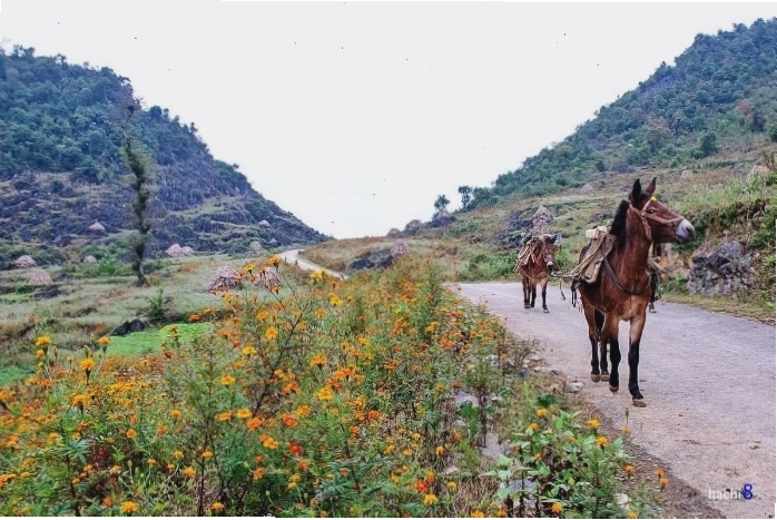 Cảnh sắc Hà Giang mùa hoa tam giác mạch đẹp như tranh vẽ