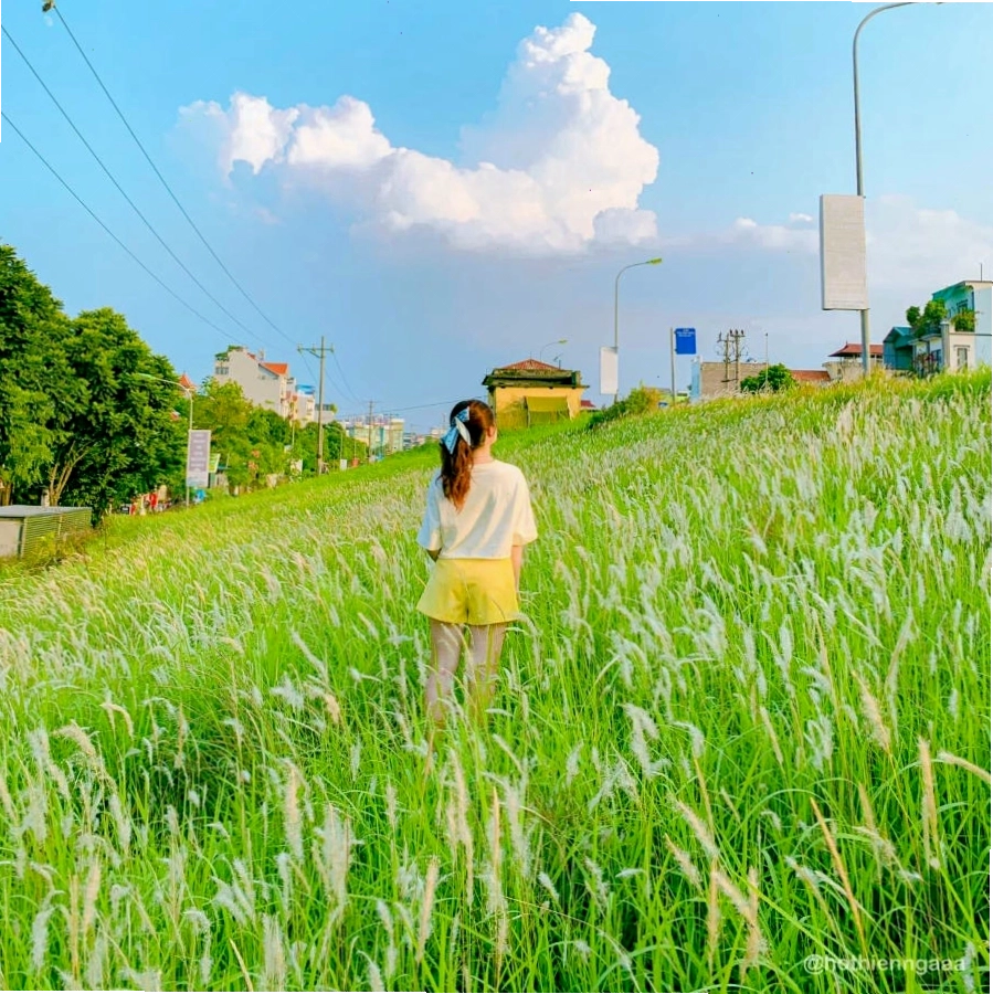 Cảnh sắc lãng mạn của đồng cỏ lau Hà Nội