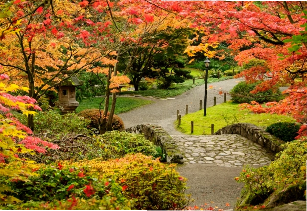 Cảnh sắc mùa thu tại Seattle với lá vàng rơi