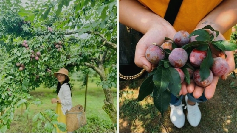 Cảnh sắc thiên nhiên tươi đẹp của Mộc Châu vào tháng 6