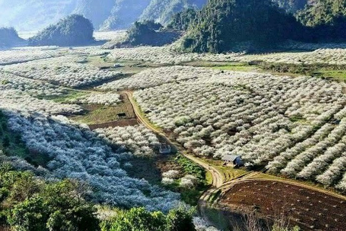 Cảnh sắc thiên nhiên tươi đẹp tại thung lũng mận Nà Ka, Mộc Châu