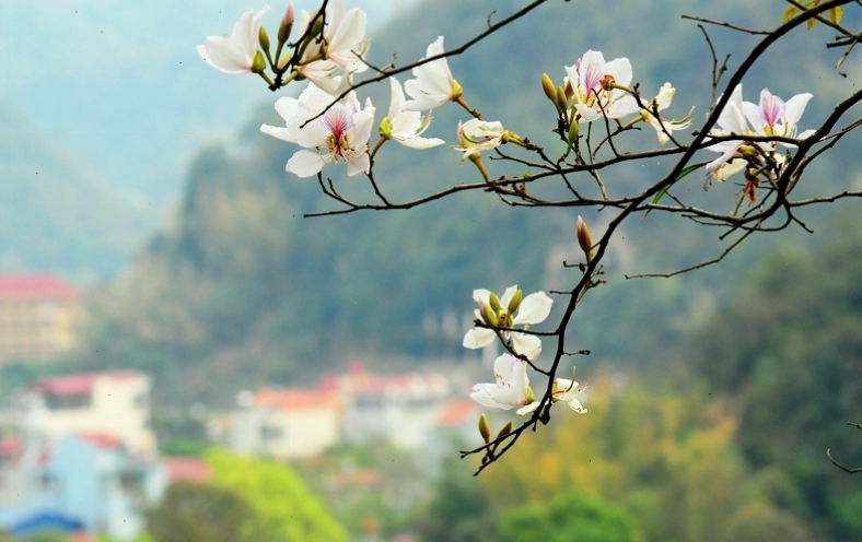 Cảnh sắc vùng cao Sơn La
