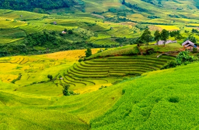 Cảnh sắc Y Tý mùa lúa chín rực rỡ dưới nắng
