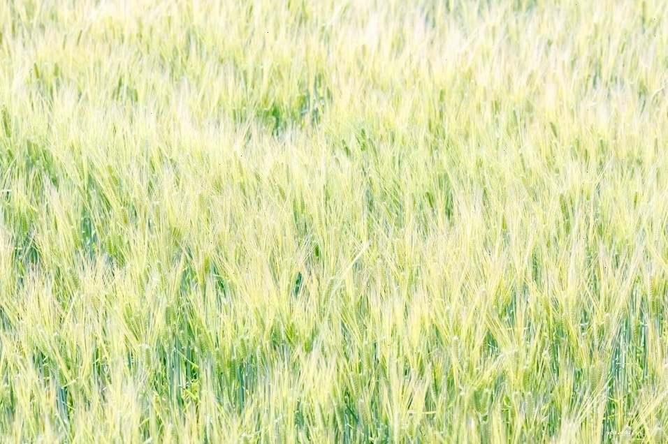 Cảnh thiên nhiên cánh đồng lúa mì màu vàng rực rỡ