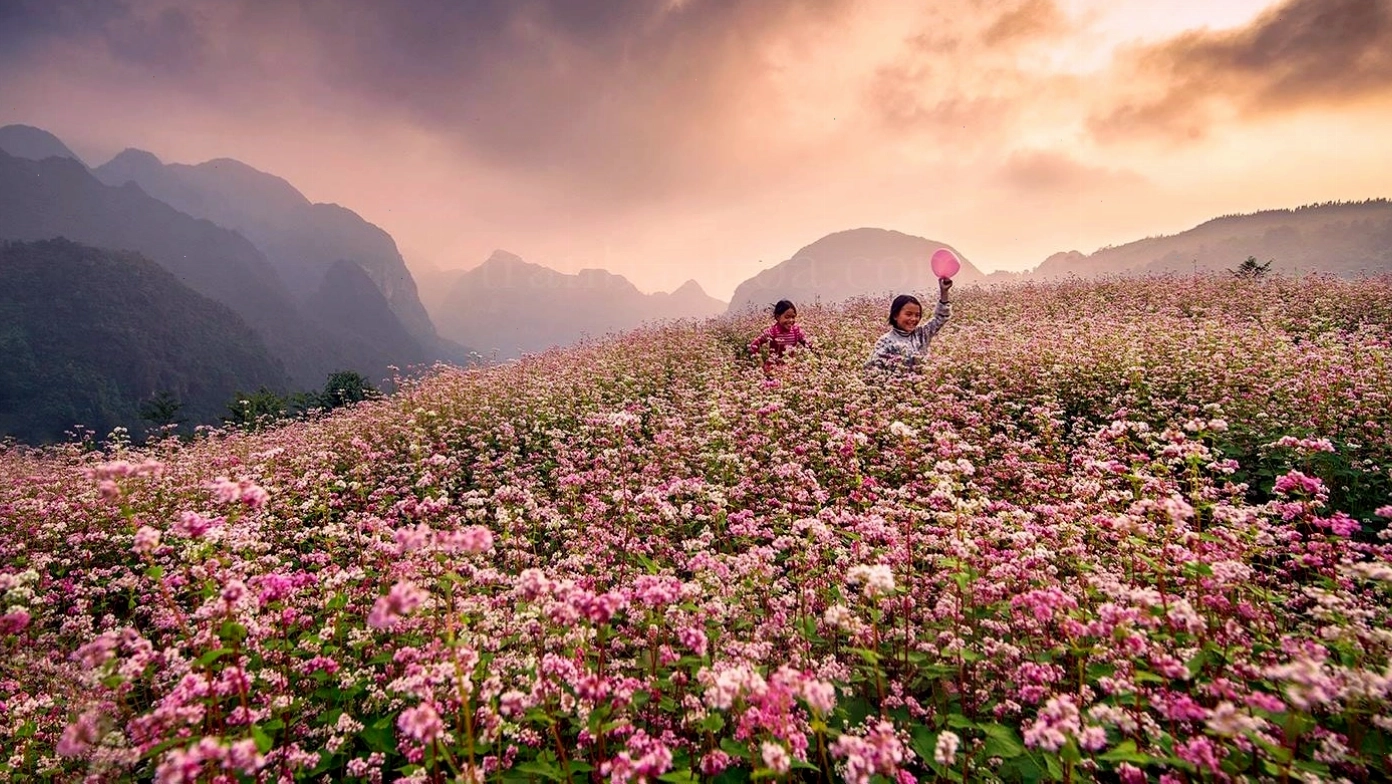 Cao nguyên đá Đồng Văn mùa hoa tam giác mạch