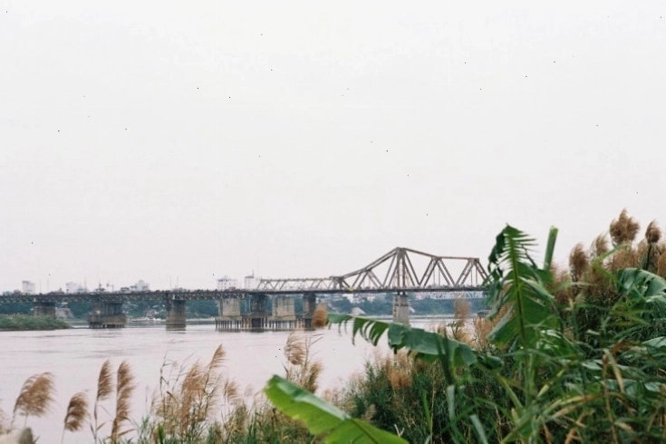 Cầu Long Biên và thảm cỏ lau thơ mộng