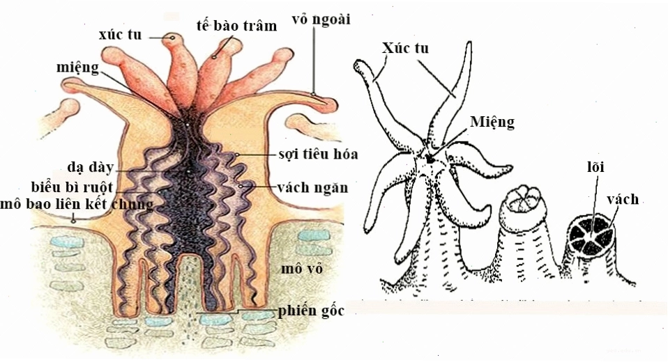 Cấu trúc của một rạn san hô với nhiều màu sắc