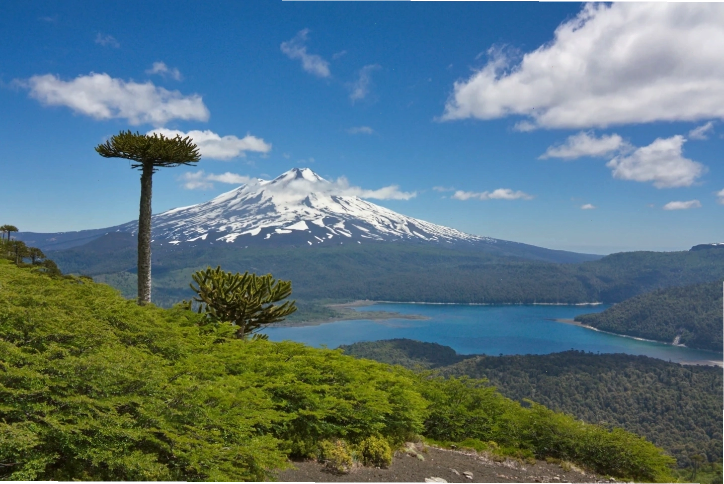 Cây Araucaria cổ thụ tại Chile, một trong những loài cây lâu đời trên dãy Andes