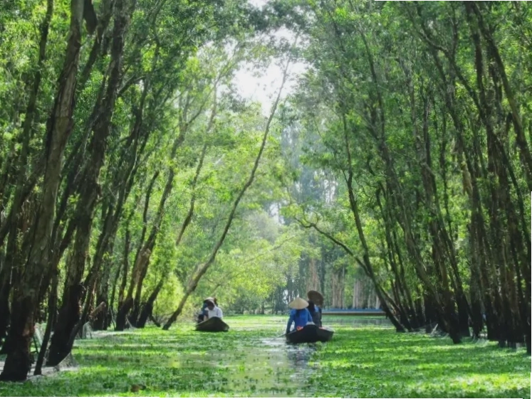 Cây cầu tre xuyên rừng tại Rừng Tràm Trà Sư
